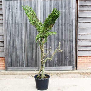 Topiary Eagle on stem - 210cm tall