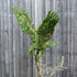 Topiary Eagle on stem - 210cm tall
