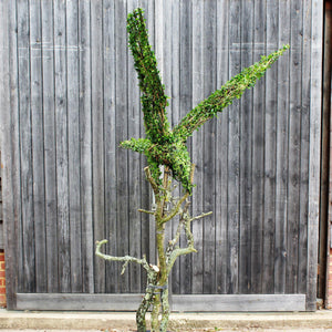 Topiary Eagle on stem - 210cm tall