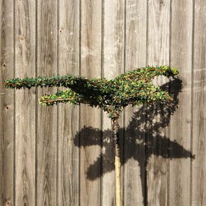 Seagull Topiary Sculpture