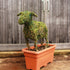 Version Ligustrum de Ewe Sculpture (Head Up) - 75cm de haut