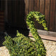 Topiary Swan - 73cm Tall