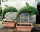 Dauphin topiaire sur tige - Sculpture végétale vivante