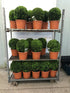 Buxus sempervirens / Box Ball : 5L Pot : 25-30cm High (exc pot)