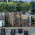 Laurus nobilis / Bay Standard : 10L : 130-145cm High (exc pot)