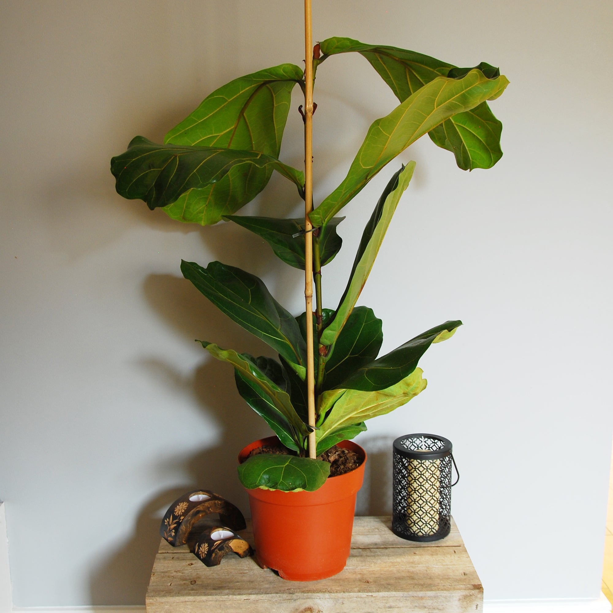 fiddle leaf fig uk Fiddle-leaf Fig (Ficus lyrata)