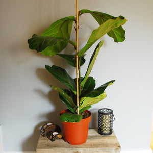 Ficus lyrata / Fiddle-leaf Fig : 5L : 60-80cm High (exc Pot)