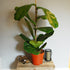 Ficus lyrata / Fiddle-leaf Fig : 5L : 60-80cm High (exc Pot)