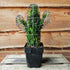 Cactus Frame Medium - 30cm High