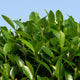 Ilex Plant (5L) for Topiary Frames
