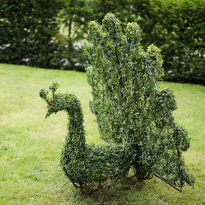 Paon topiaire - Sculpture végétale vivante