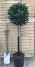 Laurus nobilis / Bay Standard: 7L Pot: 140cm de haut (pot exc)