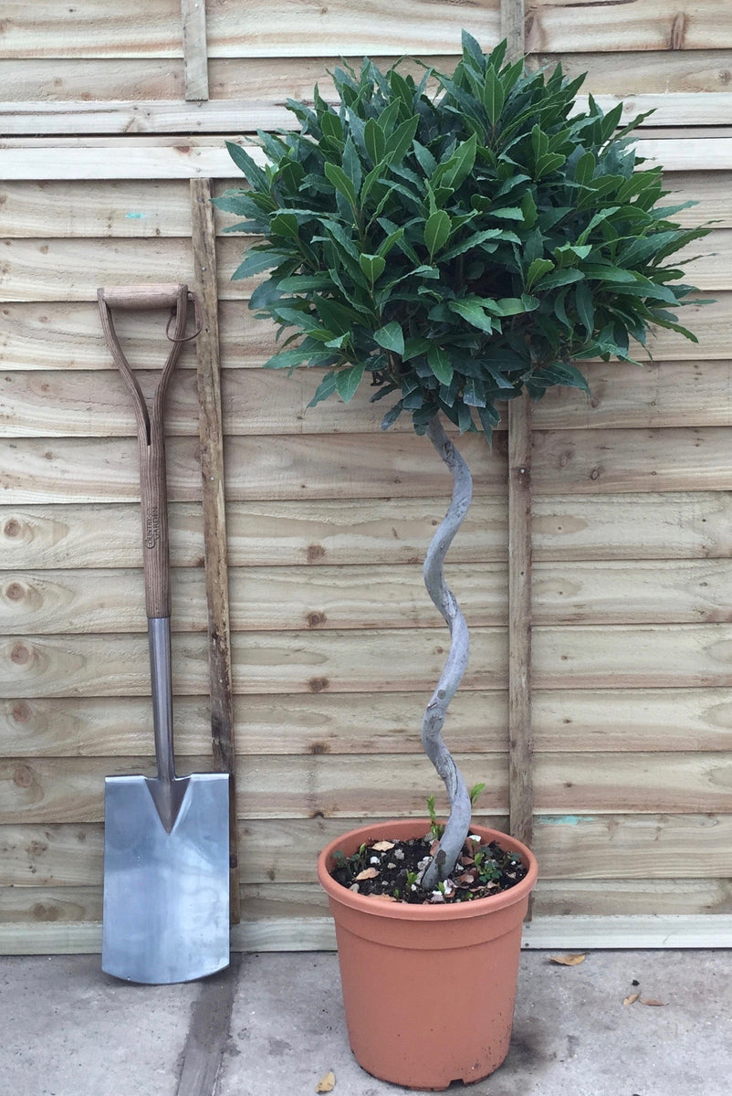 Laurus nobilis / Bay Corkscrew Standard : 15L Pot : 110-120cm High (ex ...
