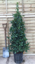 Laurus nobilis / Bay Pyramid: 7L Pot: 90cm de haut (pot exc)