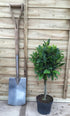 Laurus nobilis / Bay Plaited Standard: 3L Pot: 45-50cm de haut (pot exc)