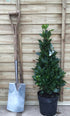 Laurus nobilis / Bay Pyramid: 5L Pot: 45-55cm de haut (pot exc)