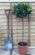 Laurus nobilis / Bay Standard: Pot 10L: 80-90cm de haut (pot exc)
