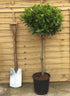 Laurus nobilis / Bay Standard: Pot 12L: 85-95cm de haut (pot exc)