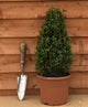 Buxus sempervirens / Box Cone : 3L Pot : 30-35cm High (exc pot)