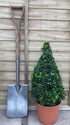 Buxus sempervirens / Boîte Cône: 6L Pot: 55-65cm de haut (pot exc)