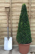 Buxus sempervirens / Box Cone : 12L Pot : 70-75cm High (exc pot)