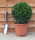 Buxus sempervirens / Box Ball : 3L Pot : 22-25cm High (exc pot)