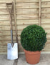 Buxus sempervirens / Box Ball: 10L Pot: 40cm de haut (pot exc)