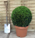 Buxus sempervirens / Box Ball : 15L Pot : 50cm High (exc pot)