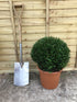 Taxus baccata / Yew Ball : 20L Pot : 40cm High (exc pot)