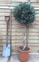Olea europaea / Olive Tree Corkscrew Standard : 12L Pot : 100-110cm High (exc pot)