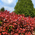 Photinia