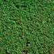 Taxus baccata / Yew : 25L Pot : 100-125cm High (exc pot)