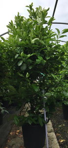 Prunus laurocerasus 'Rotundifolia' / Cherry Laurel : 25L Pot : 150cm High (exc pot)