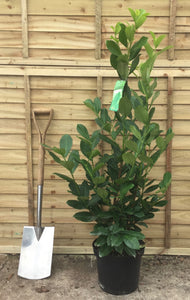 Prunus laurocerasus 'Rotundifolia' / Cherry Laurel: 10L Pot: 125cm de haut (pot exc)
