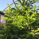 Prunus lusitanica / laurier portugais: 15L Pot: 120cm de haut (pot exc)