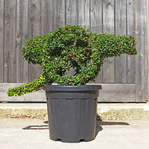 Cannon Topiary Sculpture