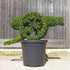 Cannon Topiary Sculpture