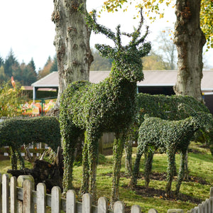 Topiary Stag - 200cm tall